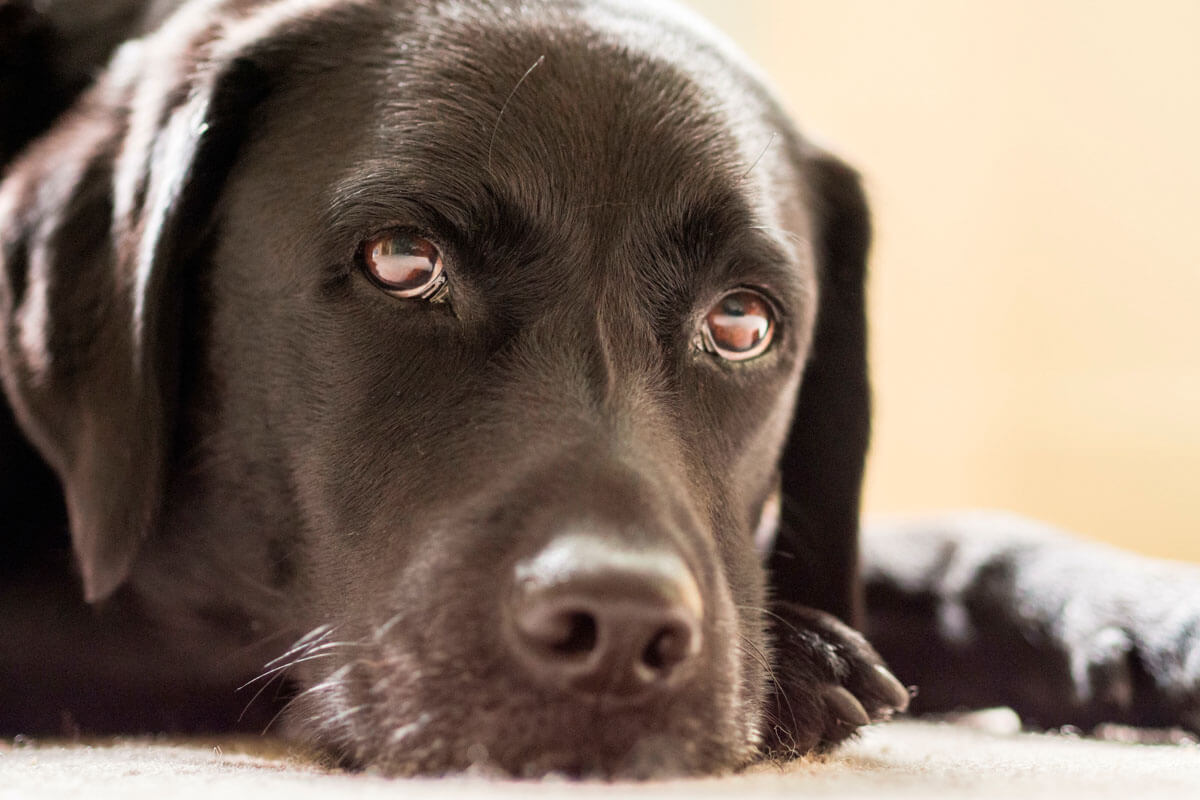 Nahaufnahme vom Kopf eines freundlich blickenden, liegenden schwarzbraunen Labradors.